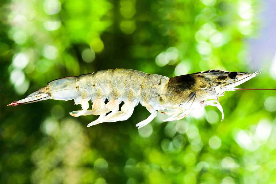 Eine frische Garnele schwebt vor einem grünen unscharfen Hintergrund. — Garnelen Bilder