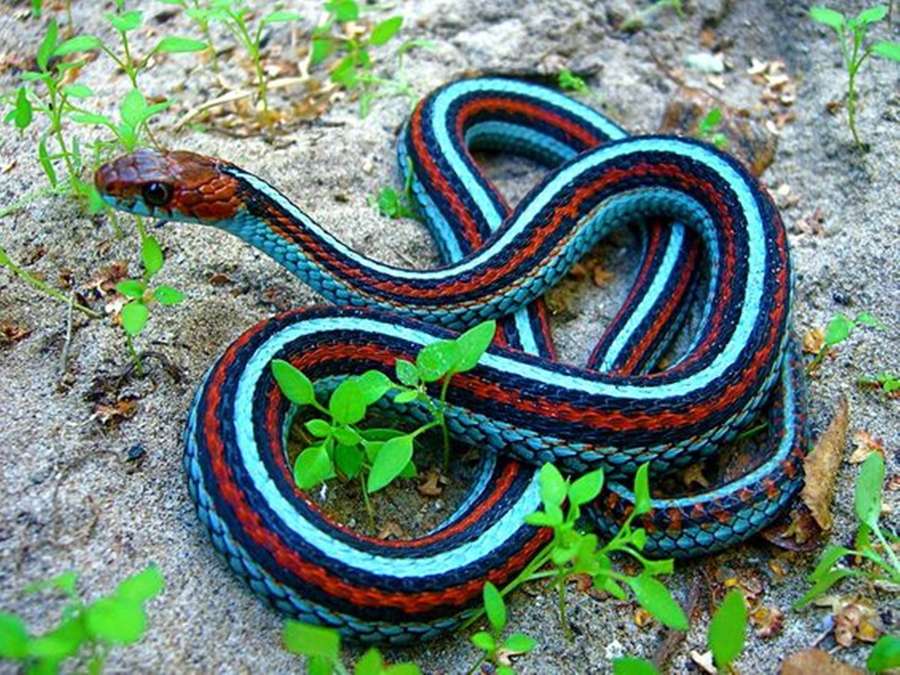 En färgglad randig orm hoprullad på sandig mark med gröna växter. — Garter Snake Bakgrundsbilder