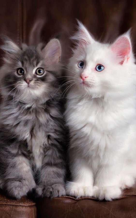 Dos gatitos esponjosos con ojos azules y verdes sentados en un sofá de cuero marrón. — Gatitos Imágenes