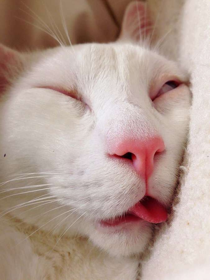 Un gato blanco durmiendo con los ojos entrecerrados y la lengua ligeramente fuera. — Gato blanco Fondos de pantalla