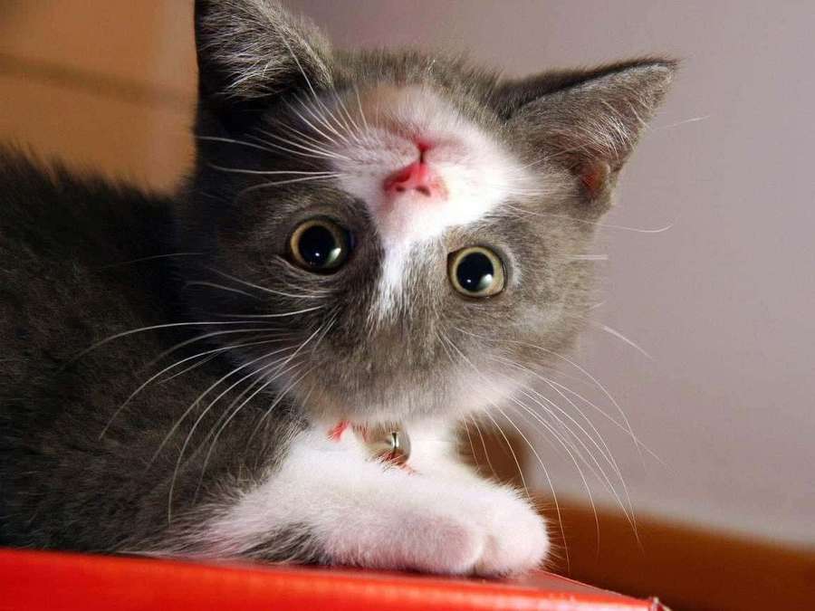Un gatito gris y blanco con grandes ojos descansando sobre una superficie roja. — Gato extraño Imágenes