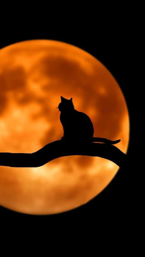 Gato Negro De Halloween Fondo de pantalla