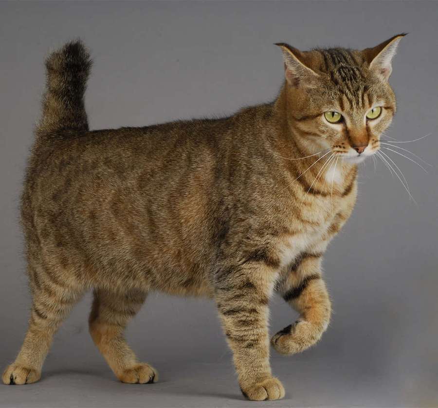 Un gato atigrado con ojos verdes caminando en un entorno de estudio. — Gato Pixie-bob Fondos de pantalla