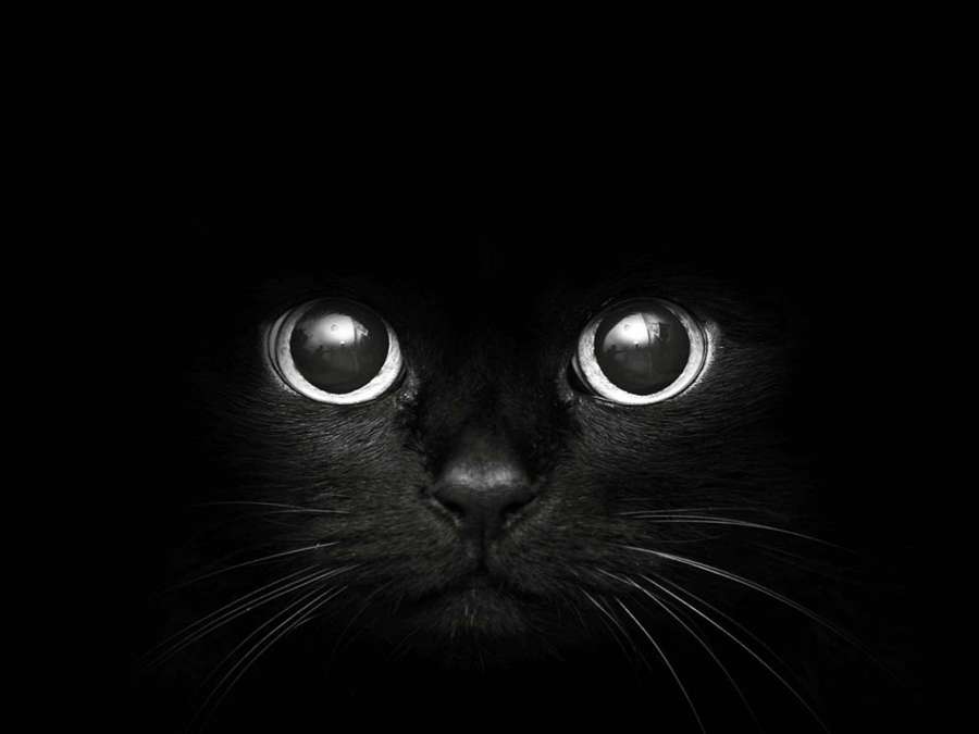 El rostro de un gato negro en la oscuridad con ojos brillantes mirando hacia adelante. — Gato Fondos de pantalla