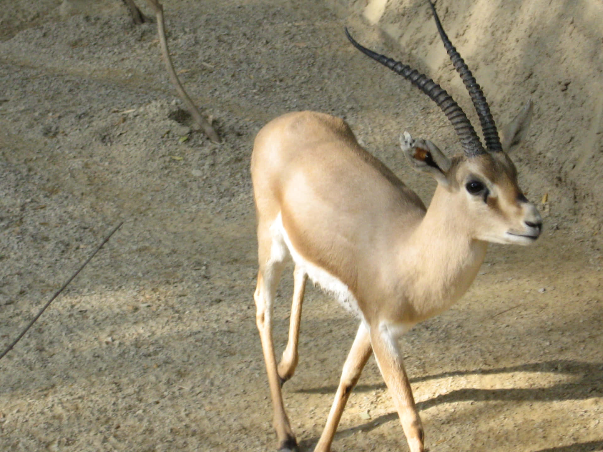 Gazelle Achtergrond