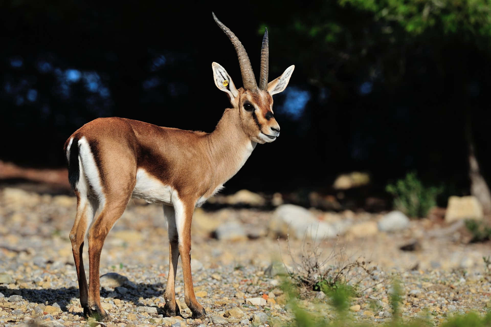 Gazelle Bakgrunnsbildet