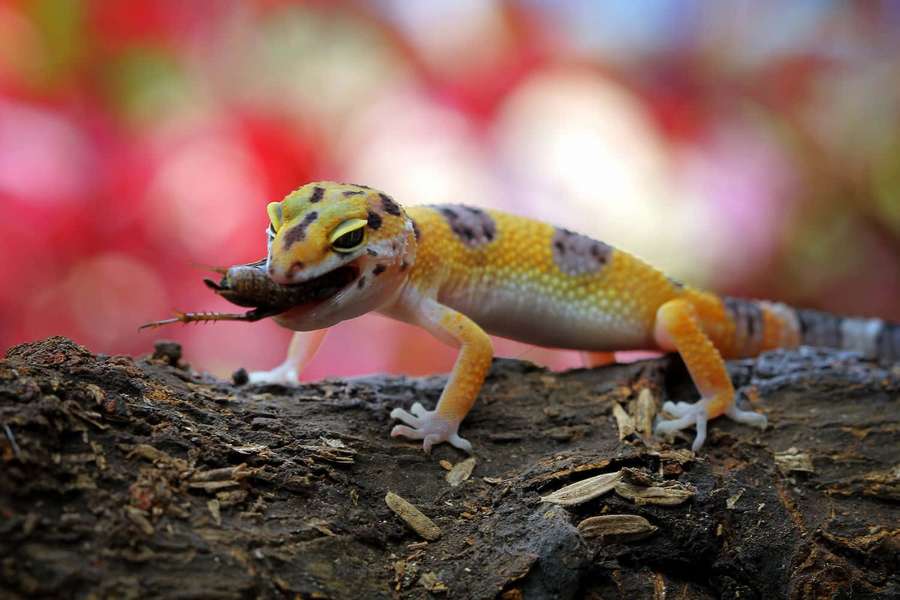 Ein gelb gefleckter Gecko, der eine Grille auf einem Baumstamm mit farbenfrohem verschwommenem Hintergrund frisst. — Gecko Bilder