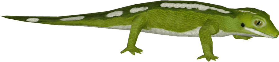 Gecko Png