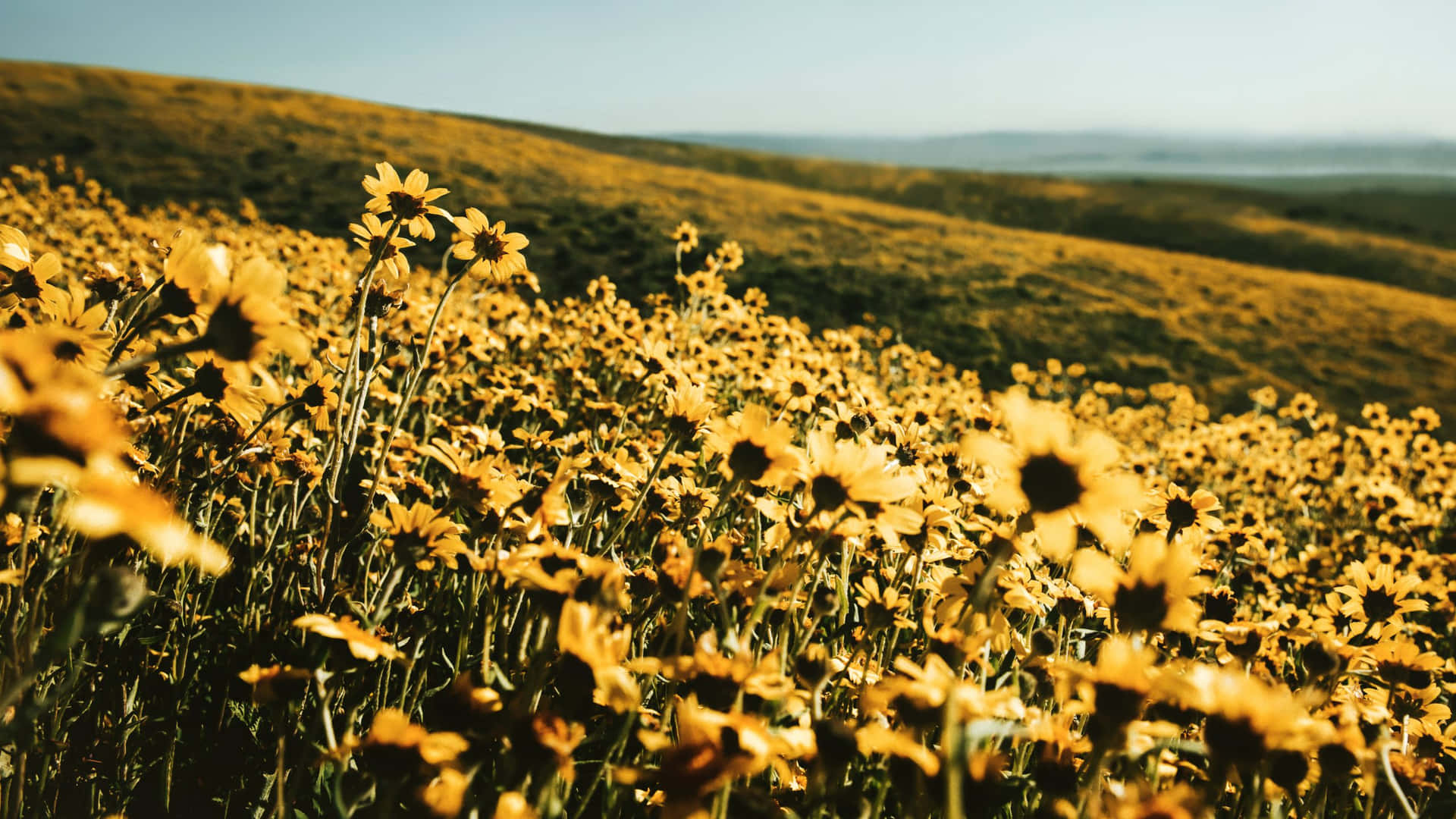 Geel Aesthetic Bloem Desktop Achtergrond