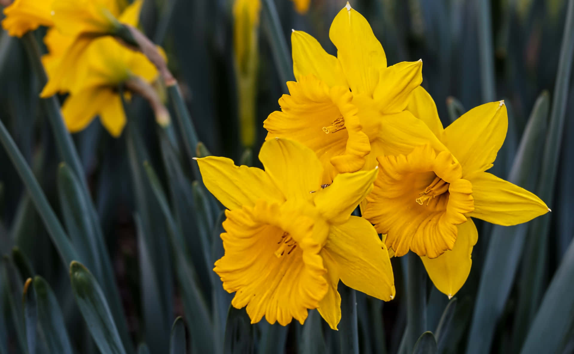 Geel Narcissen Achtergrond