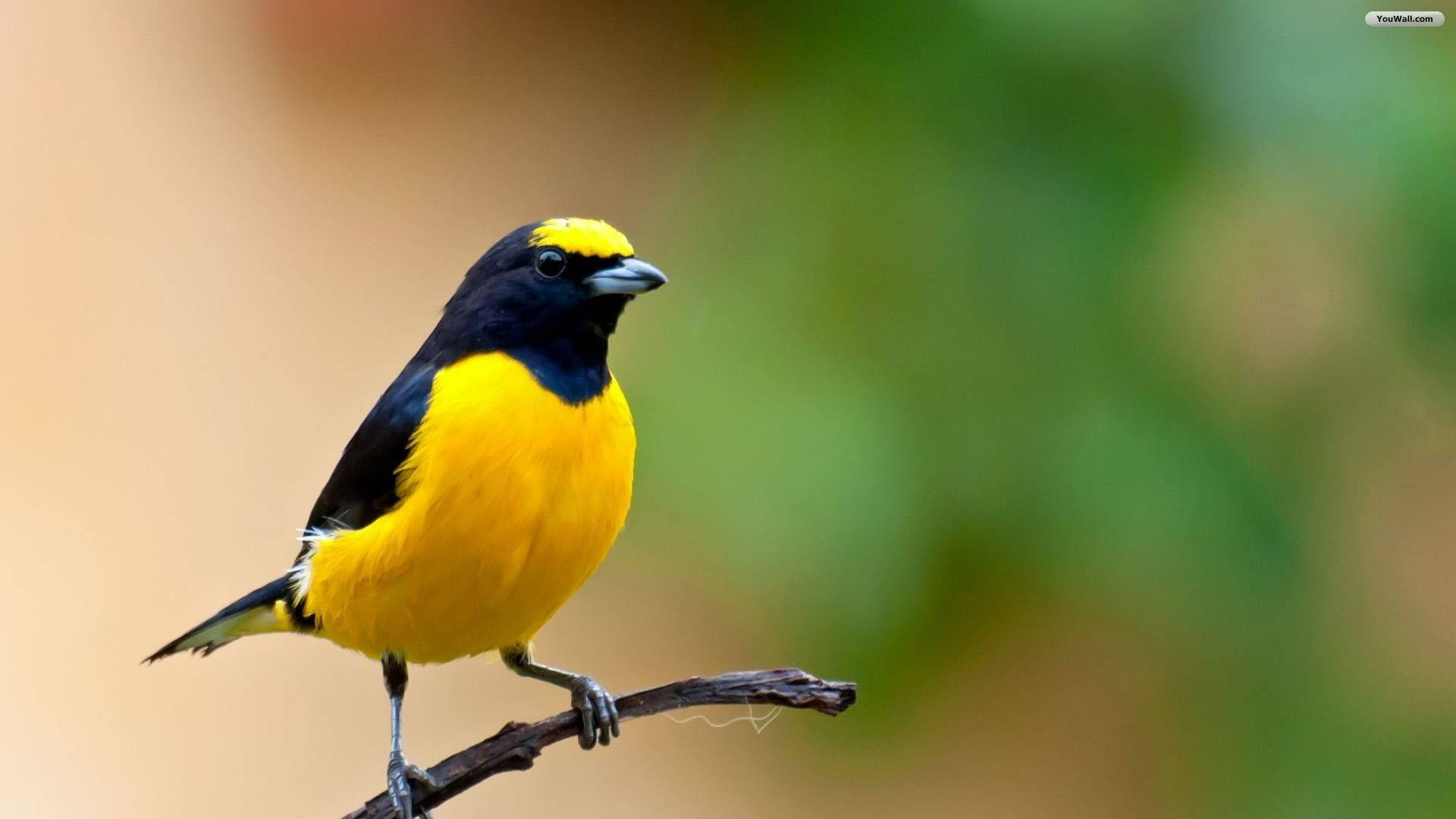 Geel Vogeltje Achtergrond