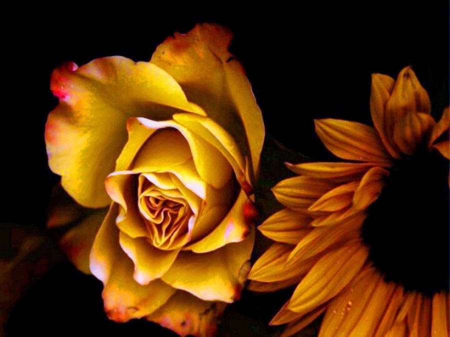 Gelbe Rose und Sonnenblume auf dunklem Hintergrund mit dramatischer Beleuchtung — Gelbe Rose Wallpaper