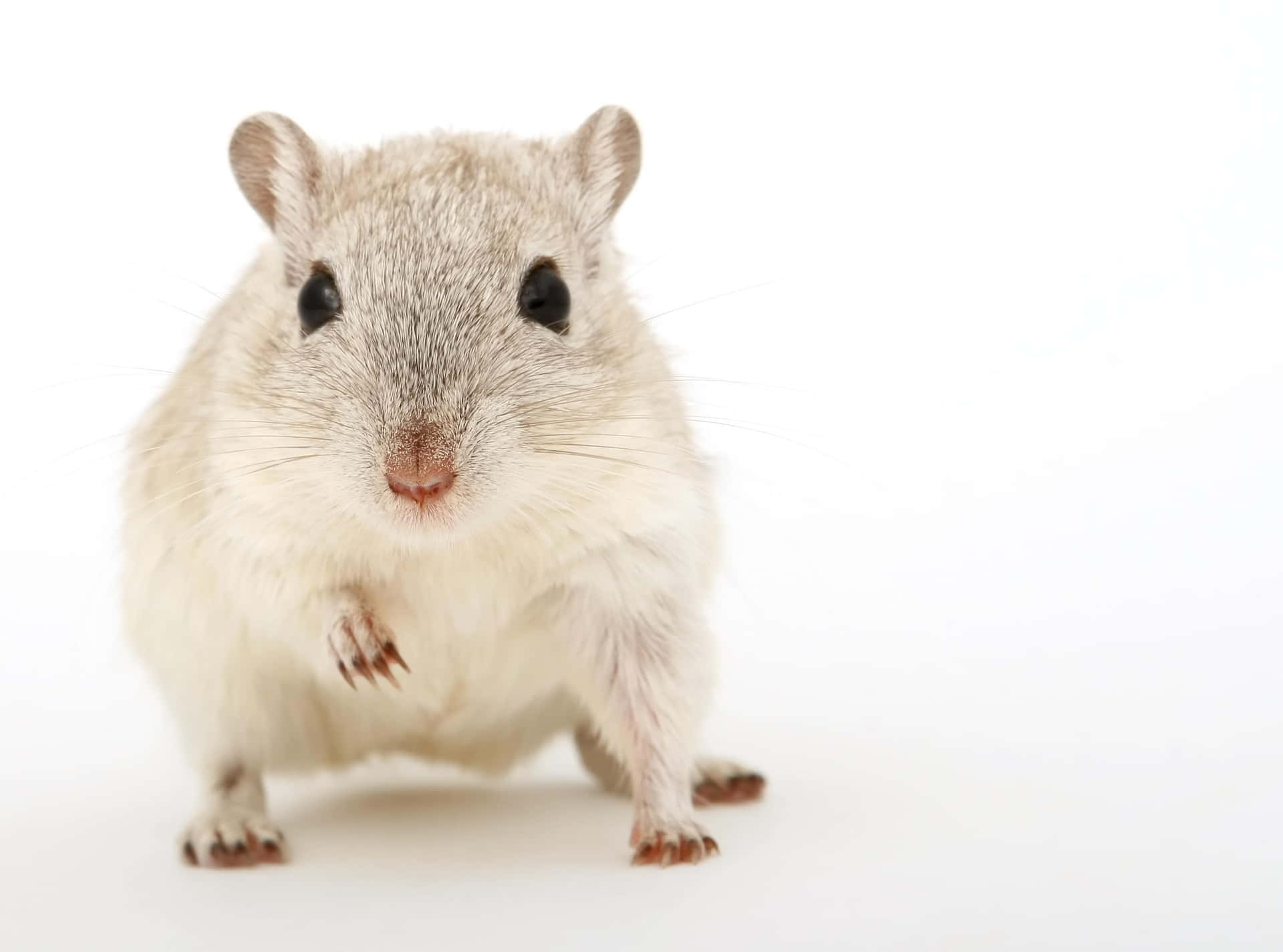 Gerbil Wallpaper