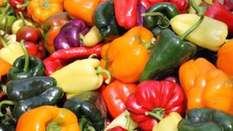 Ein bunter Haufen frischer Paprika und Chilischoten. — Gewürze Wallpaper