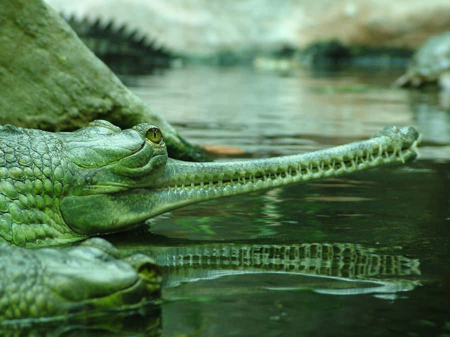 Gharial Achtergrond