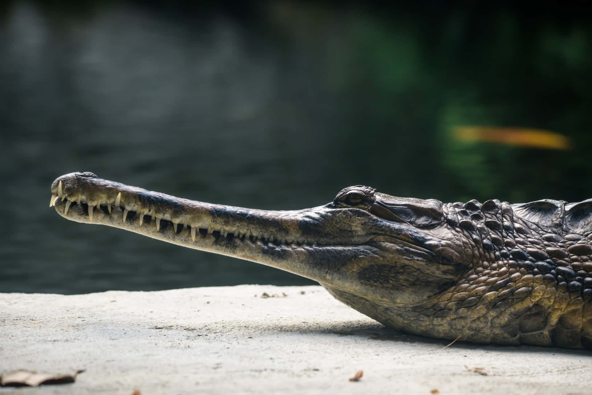 Gharial Taustakuva