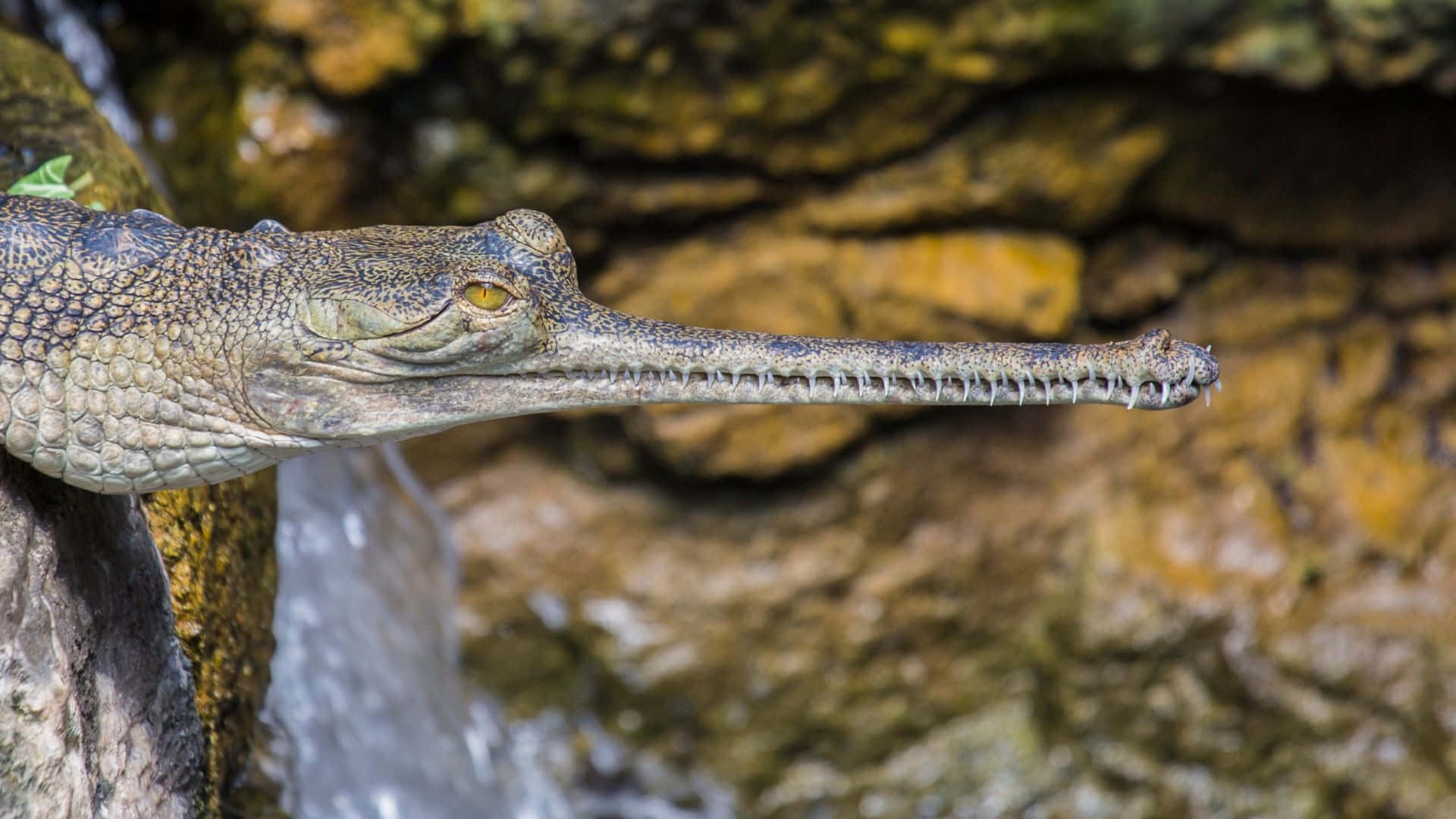 Gharial Wallpaper