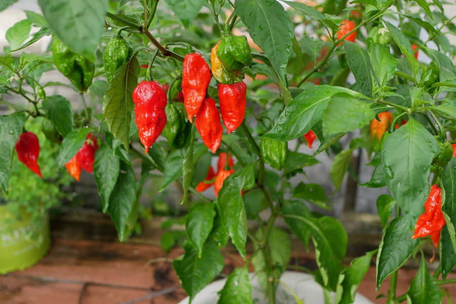 Ghost Pepper Achtergrond