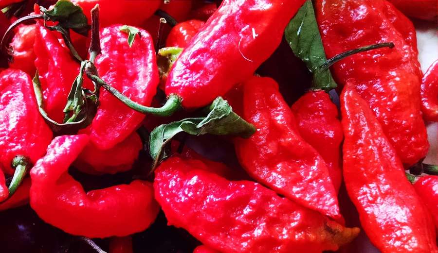 Bright red chili peppers with green stems piled together. — Ghost Pepper Wallpaper