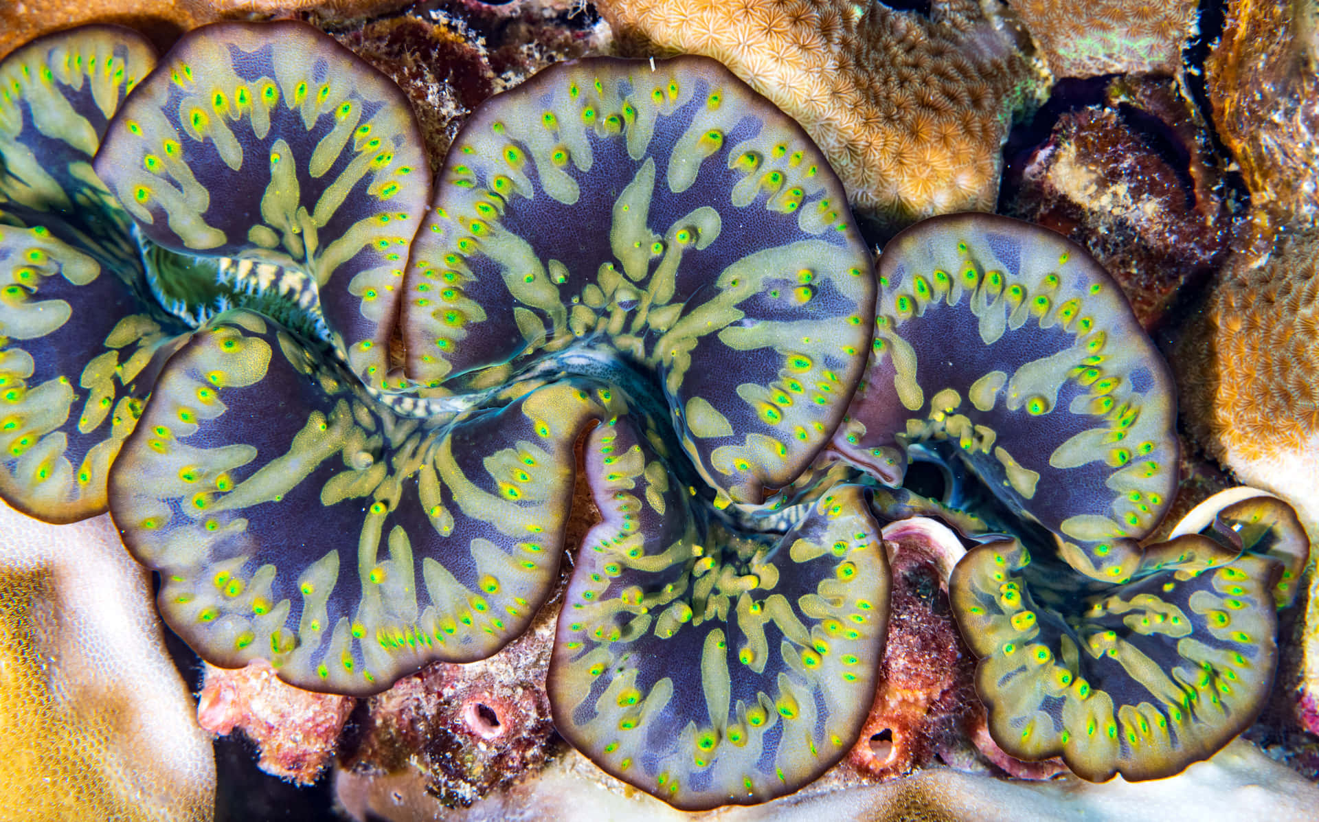 Giant Clam Wallpaper