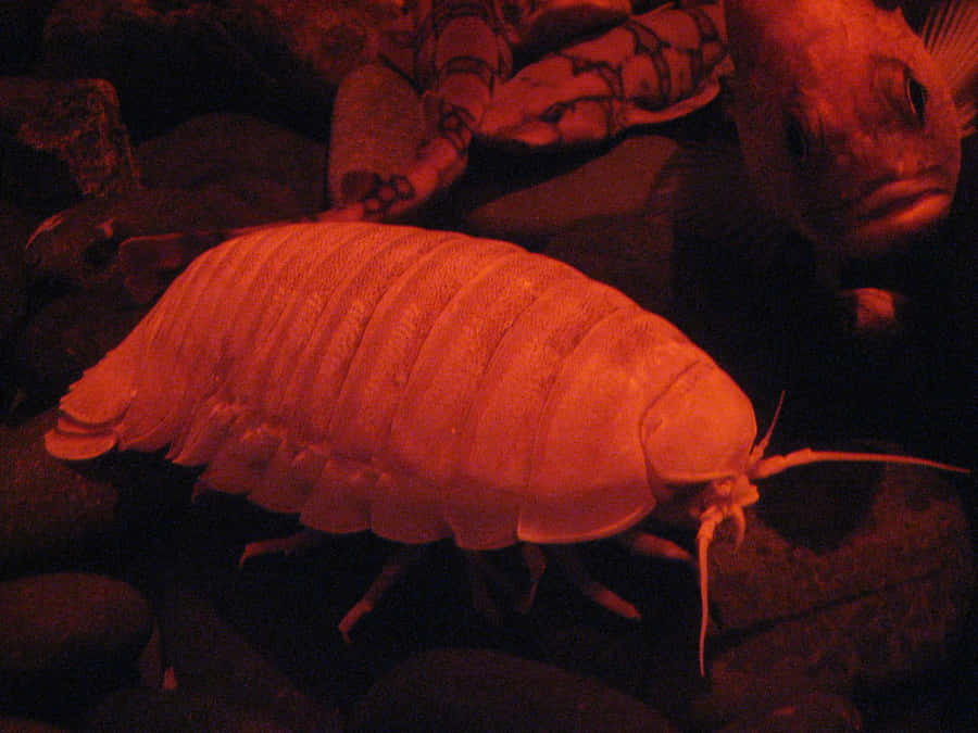 Giant Isopod Bakgrunnsbildet