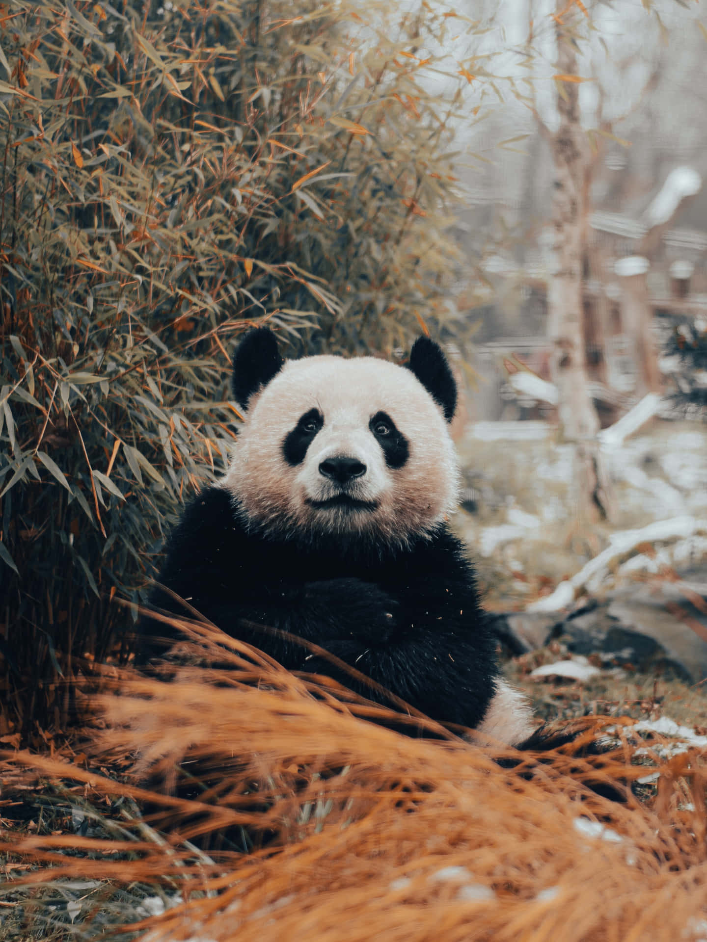 Giant Panda Baggrunde