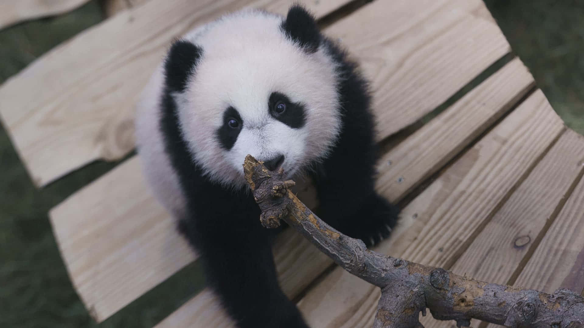 Giant Panda Bilder