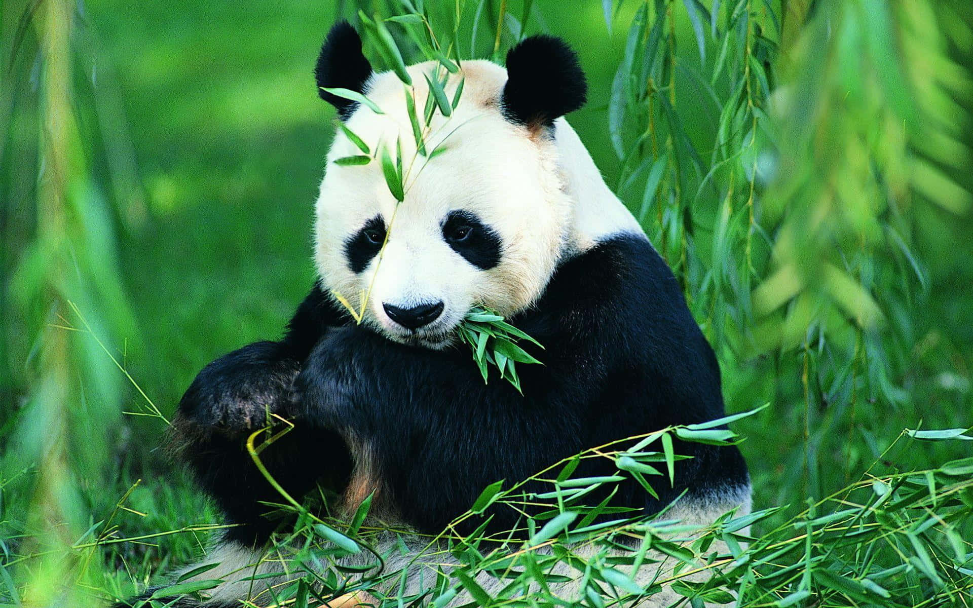 Giant panda eating bamboo in a green forest setting — Giant Panda Wallpaper