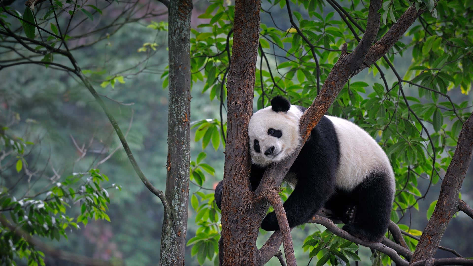 Giant Panda Hintergrundbilder
