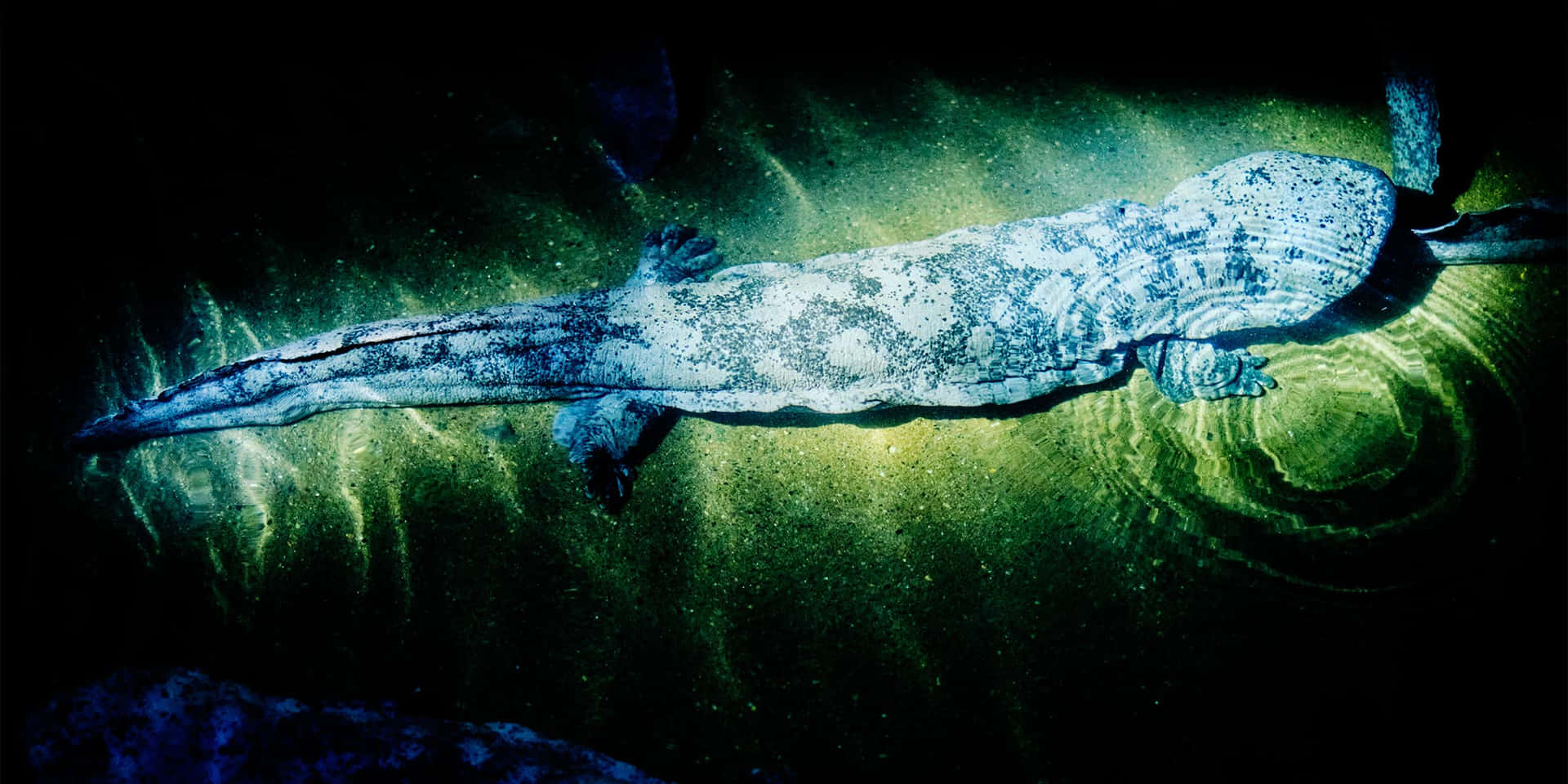 Giant Salamander Wallpaper