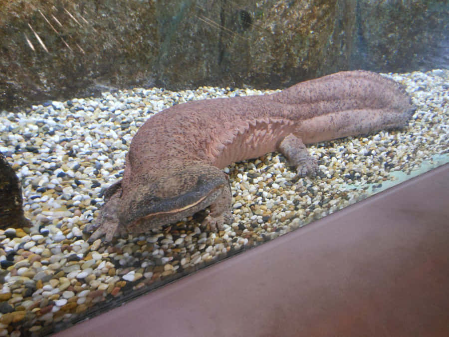 Giant Salamander Bakgrunnsbildet