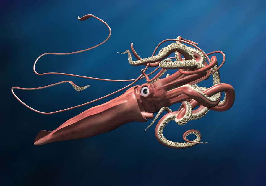 A giant squid swimming in deep blue ocean with long tentacles and large eye. — Giant Squids Wallpaper