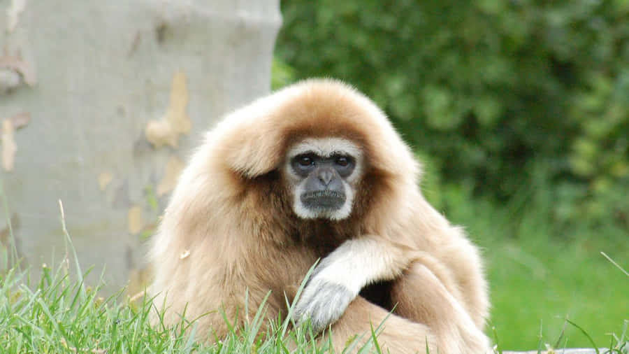 Gibbon-hintergrundbilder
