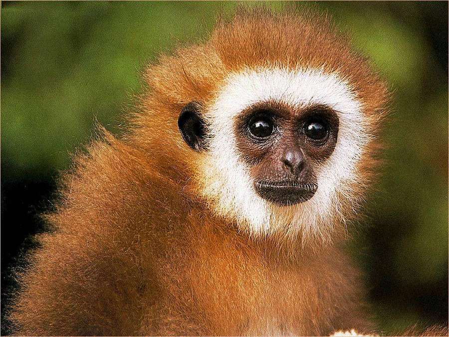 Um gibão com pelo laranja e rosto branco olhando diretamente para o espectador. — Gibbon Papéis de Parede