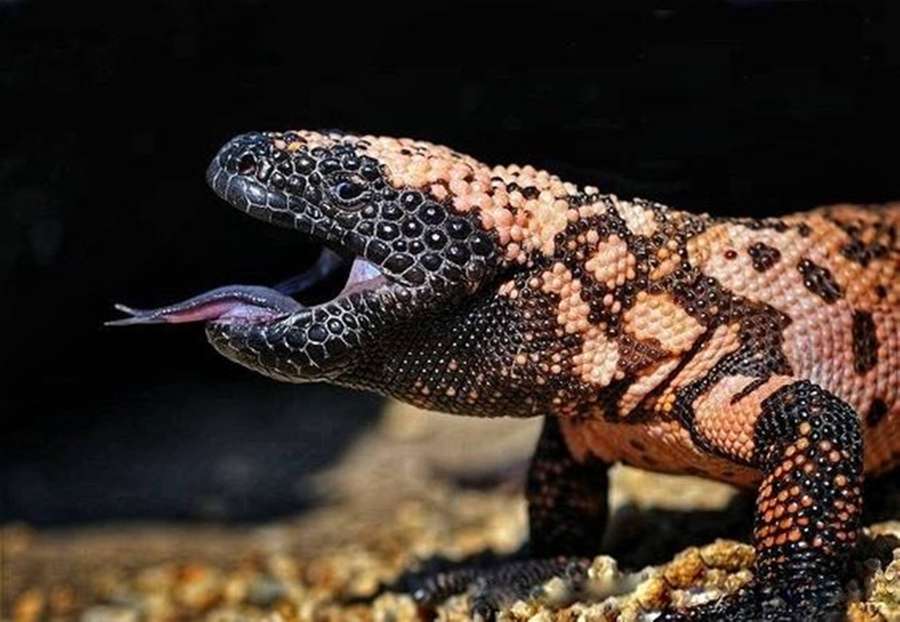 Lagarto monstro de Gila com escamas pretas e rosa mostrando a língua em terreno rochoso. — Gila Monster Papéis de Parede
