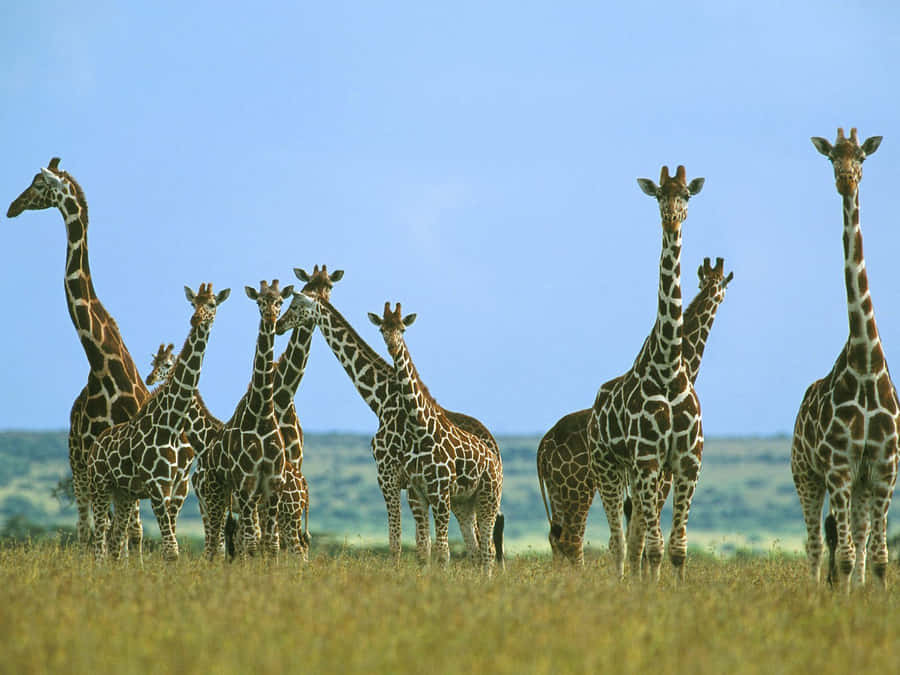 Girafa Engraçada Papel de Parede