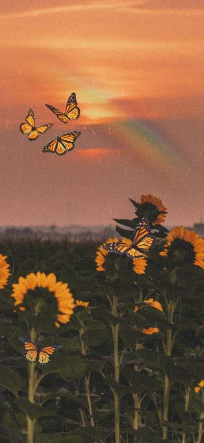 Borboletas-monarcas voam sobre girassóis ao pôr do sol com um arco-íris no céu. — Girassol e Borboleta Papéis de Parede