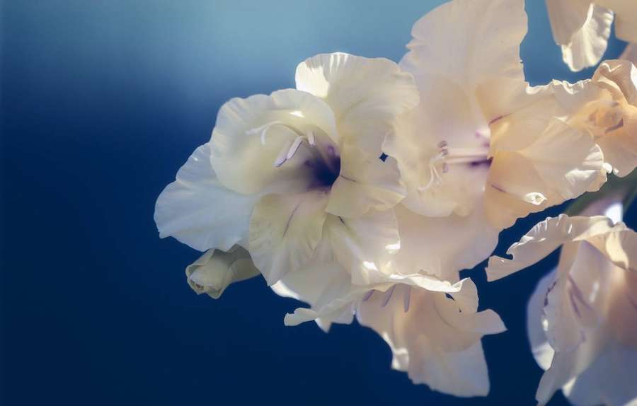 Flores de gladíolo creme com centros roxos contra um céu azul. — Gladíolo Papéis de Parede