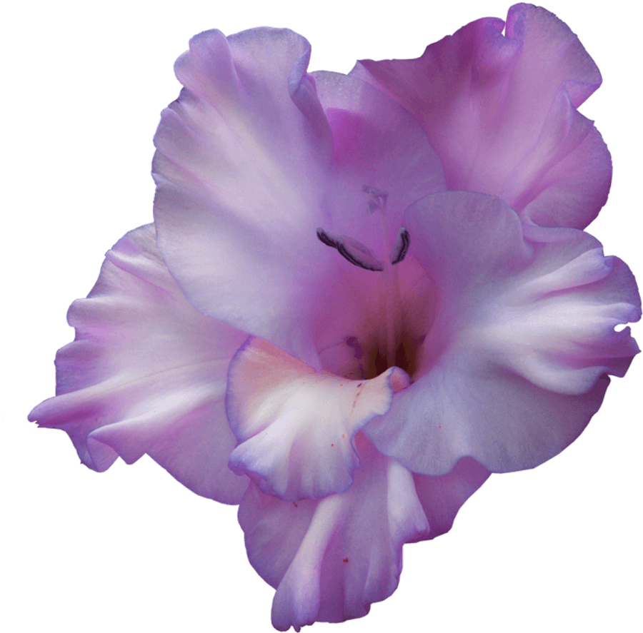 Gladiolus Png