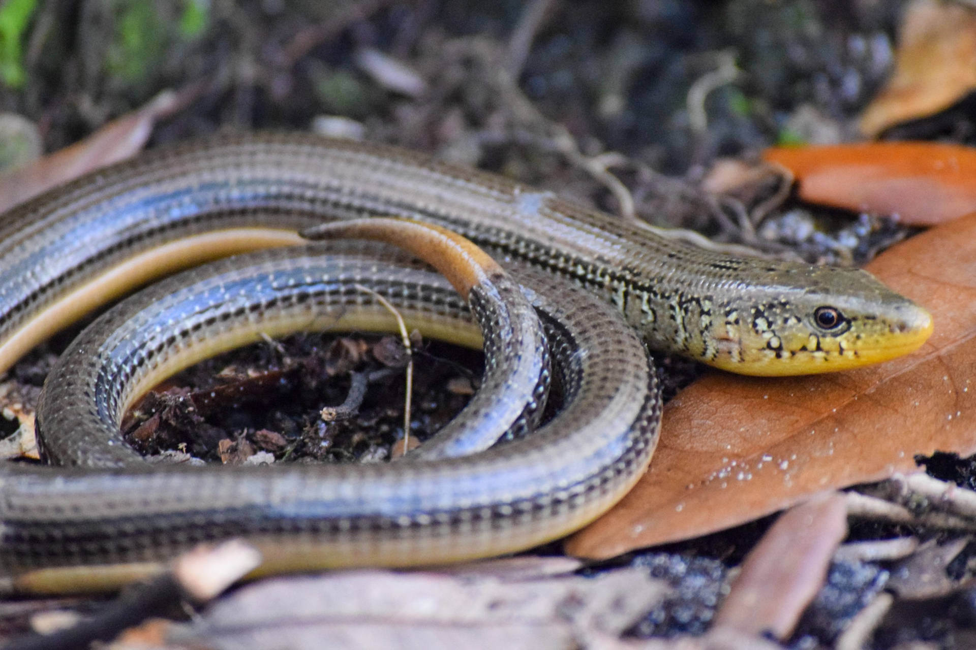 Glass Lizard Wallpaper