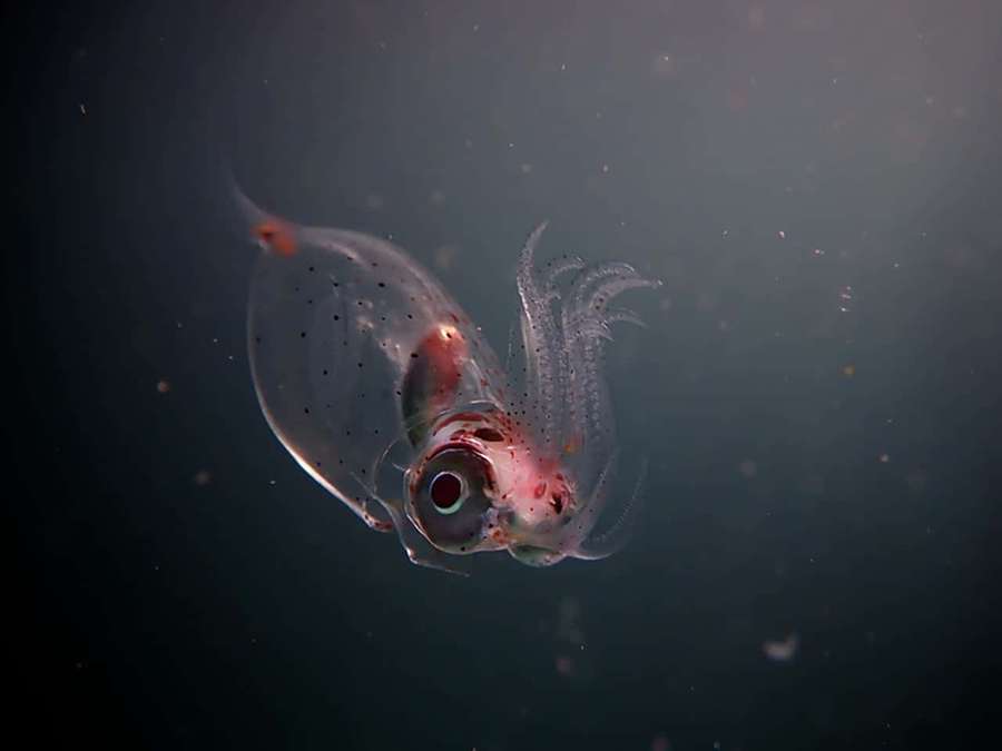 Ein durchsichtiger Kalmar mit roten Augen, der in dunklem Ozeanwasser schwebt. — Glass Squid Wallpaper