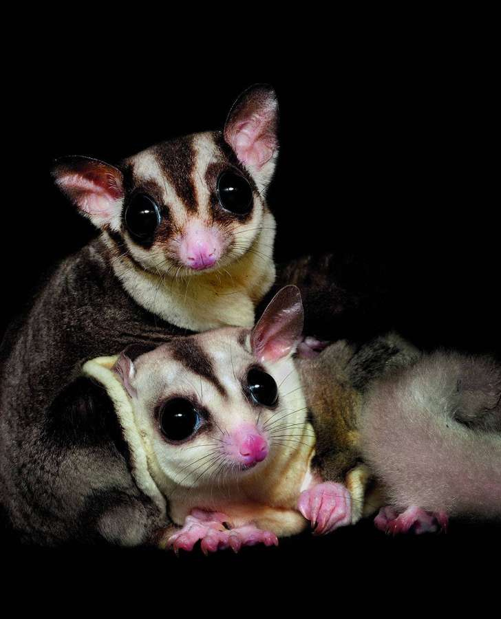 Two sugar gliders with big eyes and pink noses against black background — Glider Wallpaper