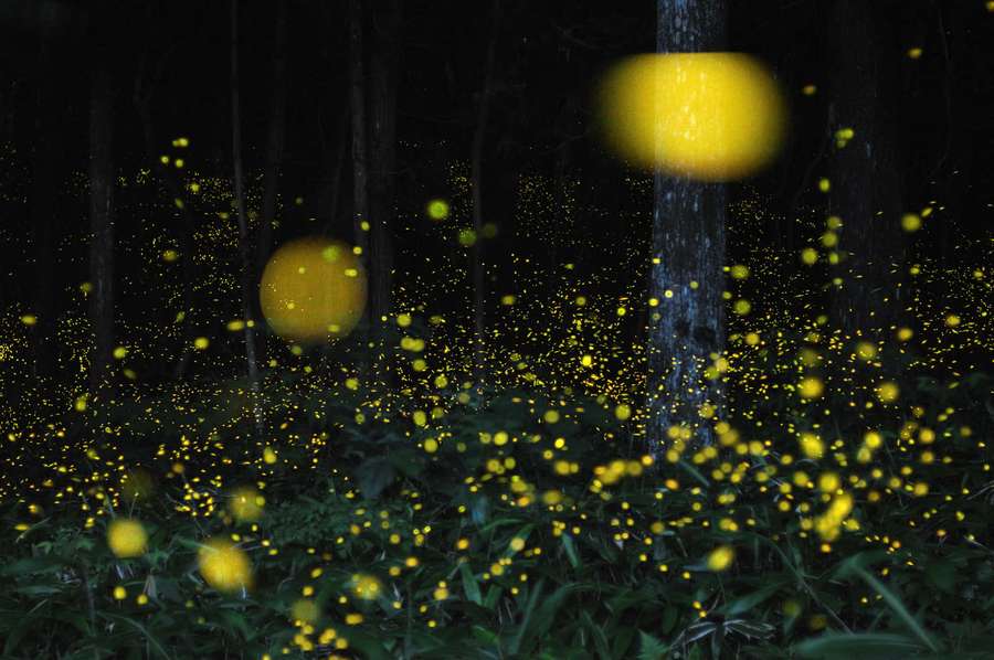 Glühwürmchen leuchten in einem dunklen Wald bei Nacht. — Glühwürmchen HD Wallpaper