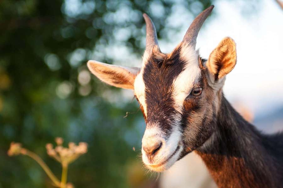 A brown and white goat with curved horns looks calmly at the camera in a sunlit outdoor setting. — Goat Background