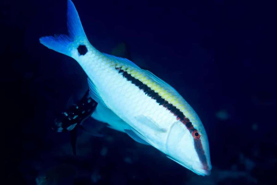 Seekor ikan bergaris biru dan putih berenang di air laut yang gelap. — Goatfish Wallpaper