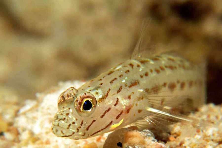 A small spotted fish with large eyes on sandy ocean floor. — Goby Wallpaper