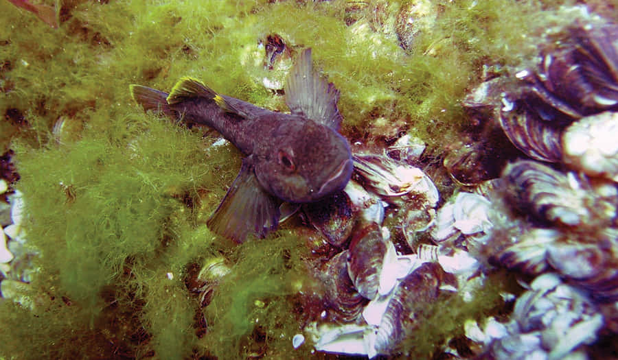 Goby Taustakuva