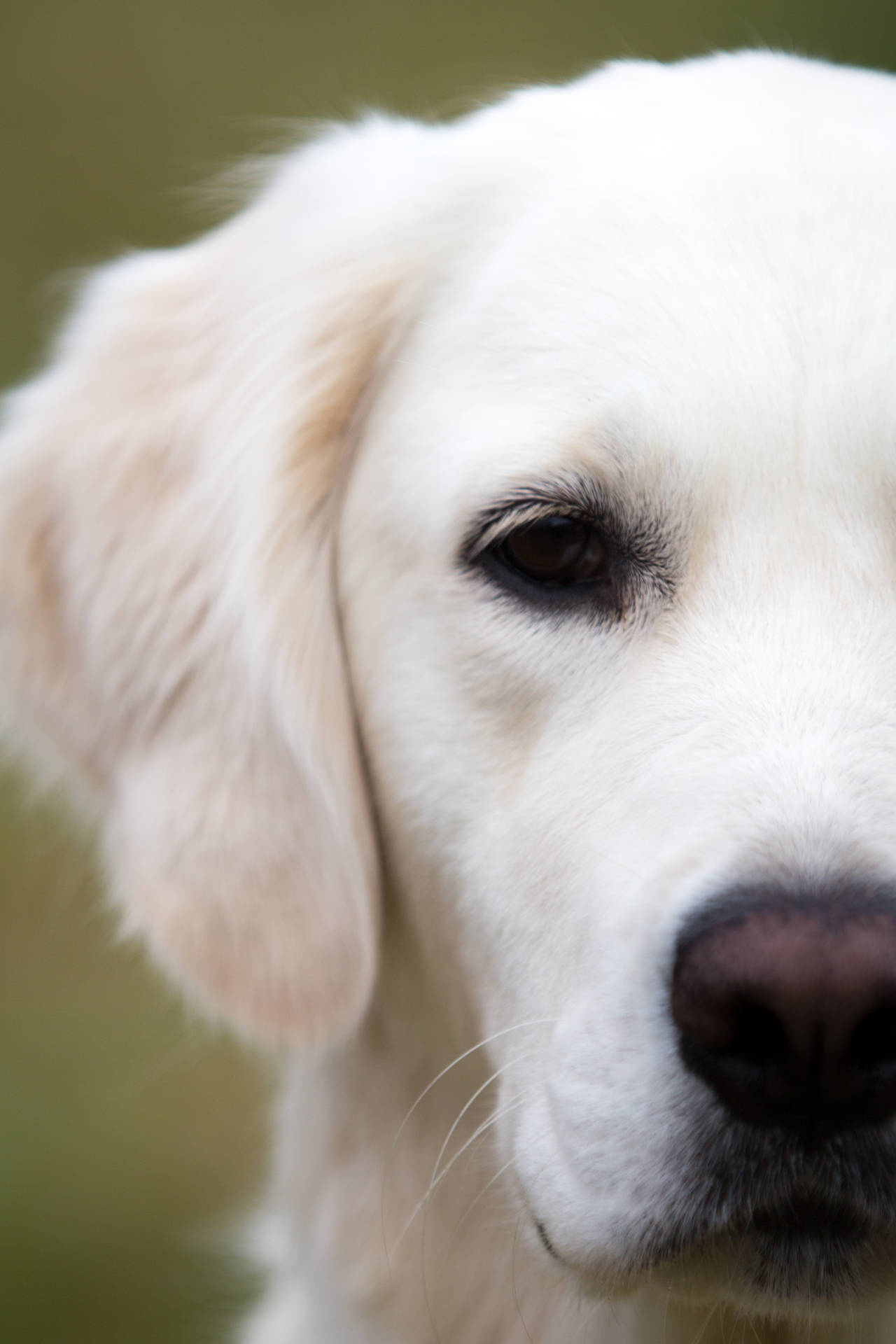 Golden Retriever Achtergrond