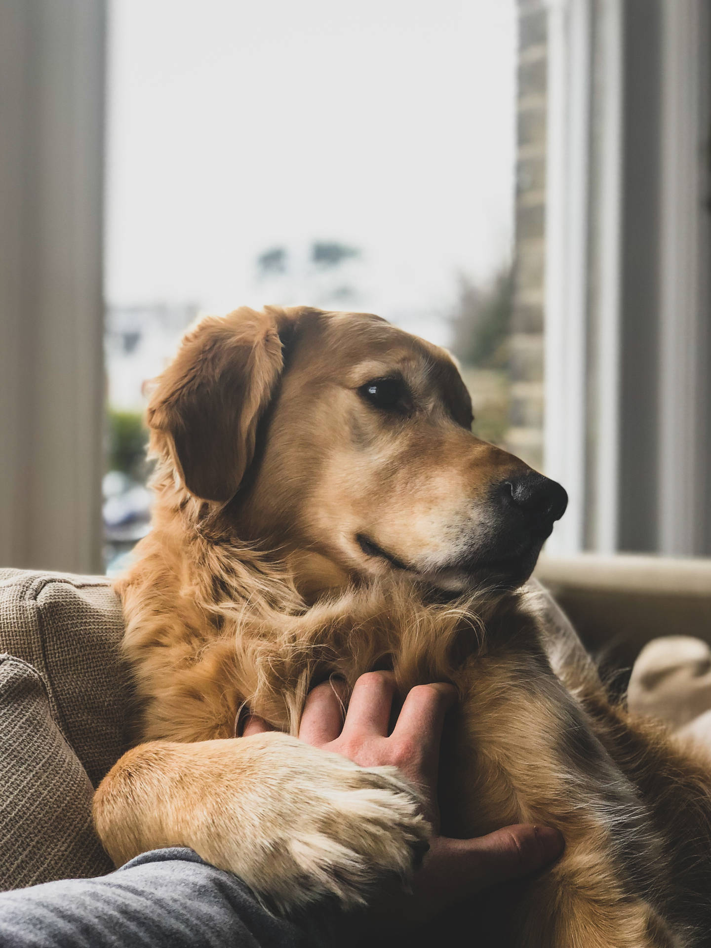 Golden Retriever Sfondo