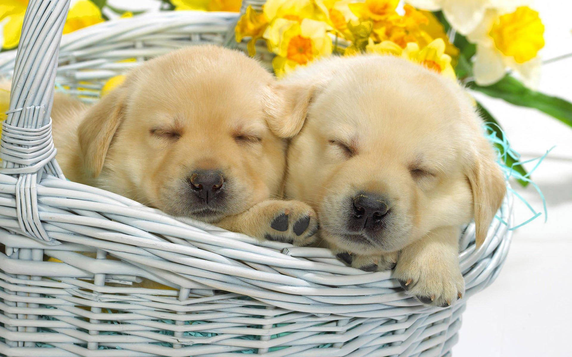 Golden Retriever Puppies Achtergrond